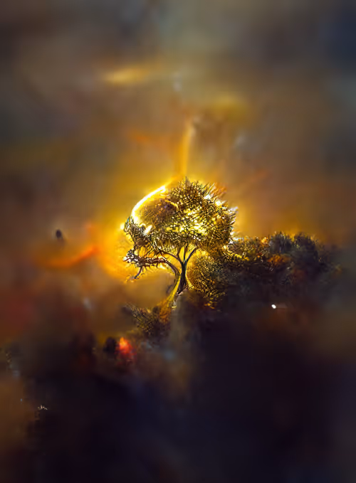 Item #111312455933868722906053723170479560544128405396009285541086487866094947139634 Media