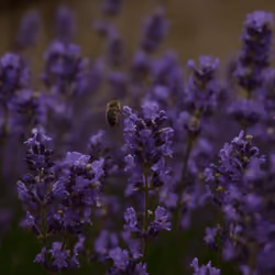 Bee Nice