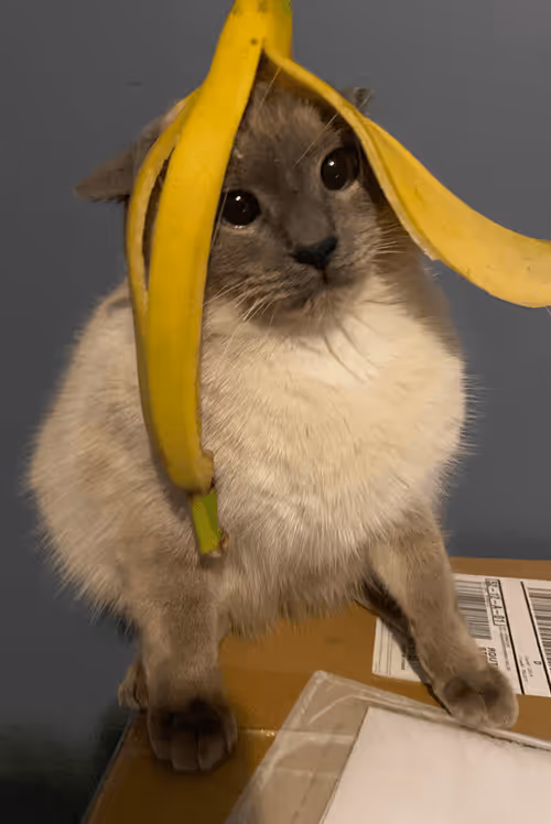 Item #55809054231847580894580551052975469904780243356468383144403306023804039331841 Media