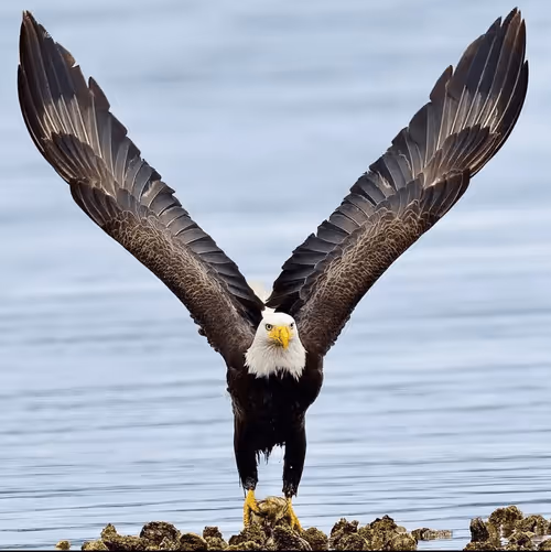 Item #33413414139489287400649870659377334176500574308326117543698477747471833366529 Media