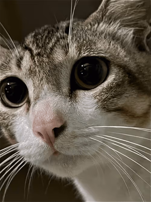 Item #103388145418380056748041599126253319865479008905654285321469462667625351872513 Media