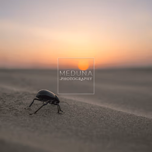 Item #112381046722962836592974674419935165827730707126809541689433939883317639774218 Media