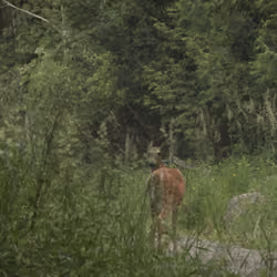 City Deer