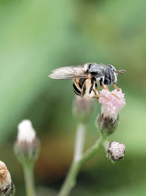 Item #15865915899171171774737831859124075338871041403581464105966369592256443187201 Media