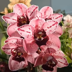 Orchid 49