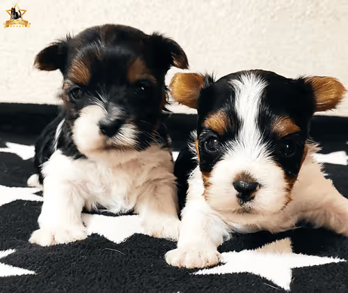 Item #38667131167011634385541907782208186835961873608250228940362662772723870072833 Media