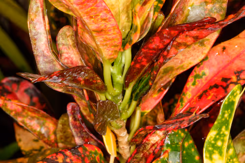 Item #47344123980109973813634142770242239438764360713225161879961011976957901930497 Media