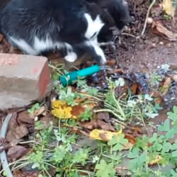 Who said cats don't like water?