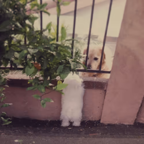 Untitled Collection #109954244