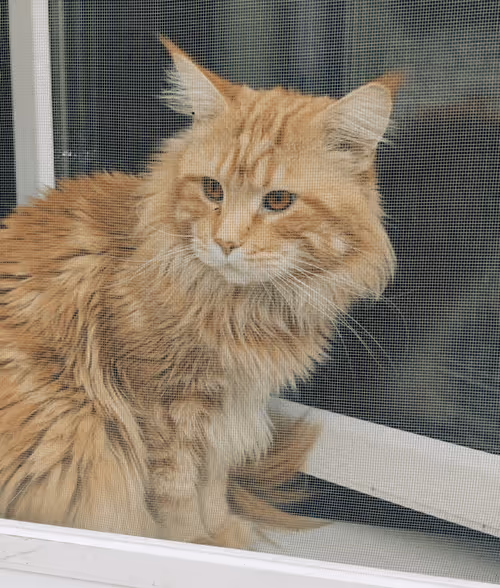 Item #111823987962158685130684126257338001931887706049197263774601980124059989442561 Media