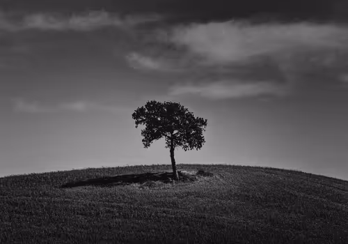 Item #44700108579651333138667542629820837396884608340507399849221760702165307883521 Media