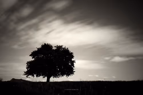 Item #113065873903366828743744079288708835697083018334279533284549130235032744493057 Media