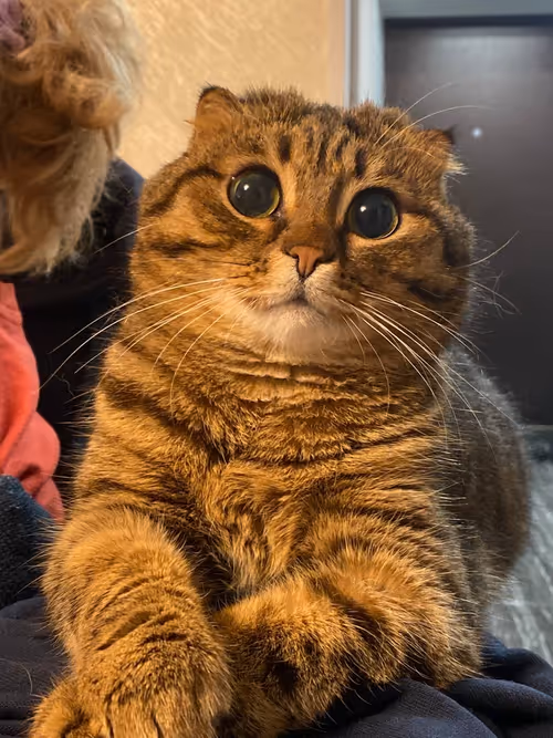 Item #97648873723531692505229052226653413410261476229229073728404594928257215758337 Media