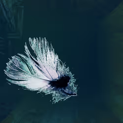 72932321608233697749117711298000337470595698923978217717692158254952547876865