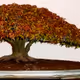 world bonsai Bonsai collection