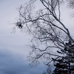 Cloudy trees_Birthplace