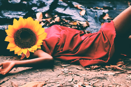 Sunflower