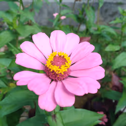 Zenia