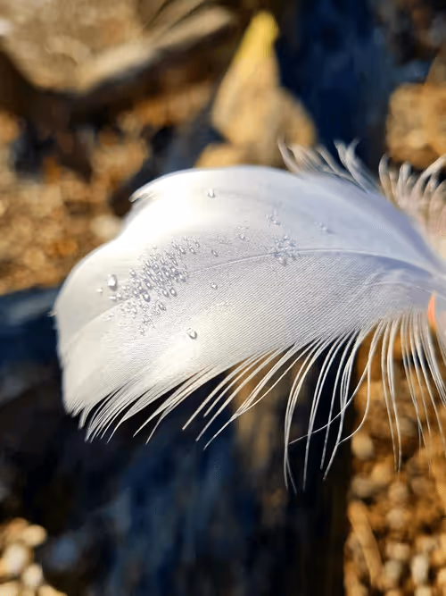 Item #115394960492047508462118075939483085070022713485874948823288458788644780507186 Media