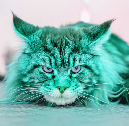 Item #2025594940595728063949820469308153765814371267570652306113433789419046830081 Media