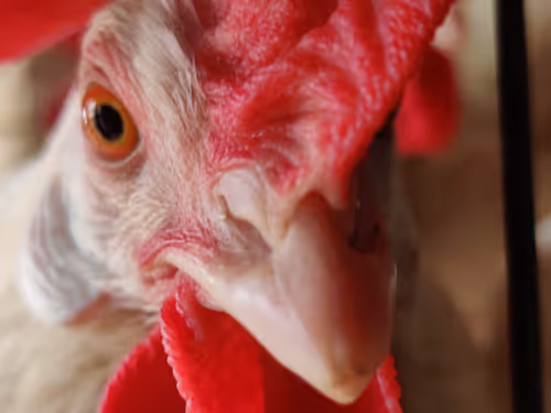 Item #8956854034129301773866138878606137053760903276825503018730009964637769957377 Media