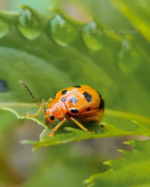 Item #96373460507912281939903112807065392587728079623754575039603803297045364604929 Media