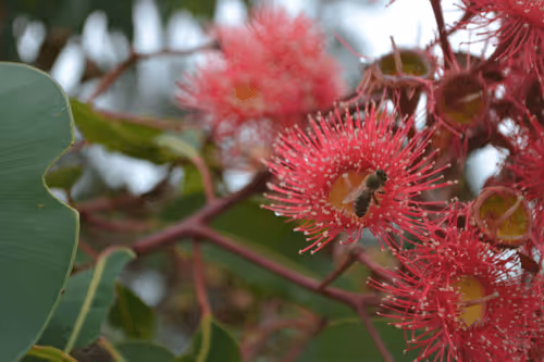 Item #78441717709132841672337201434207966233185463540697725534658746337960638021633 Media