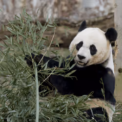Giant Panda NZP-20100323-121MM