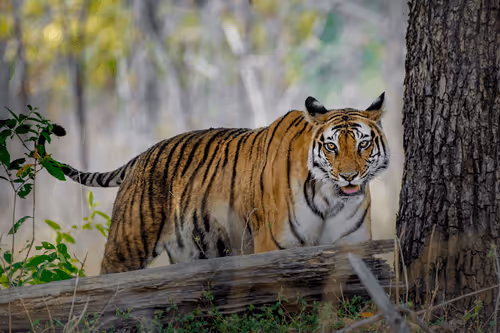 61684684013370051227163866082320023750896296023852719411798081110529265369113