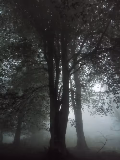 Item #97219865858787663326181629468222283976607091941944133530001367217152804782081 Media