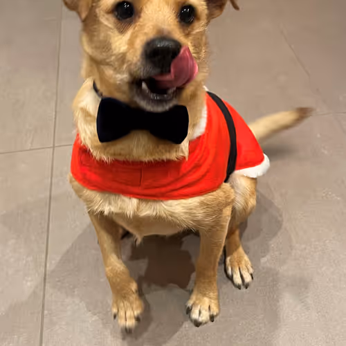 theodore the elegant