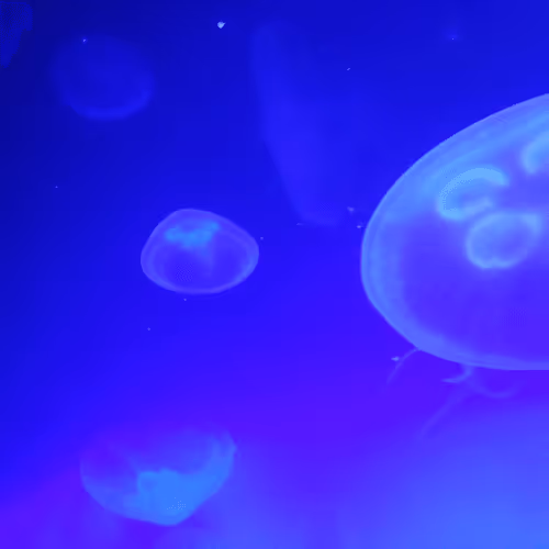 Item #47344123980109973813634142770242239438764360713225161879961012003346180997121 Media