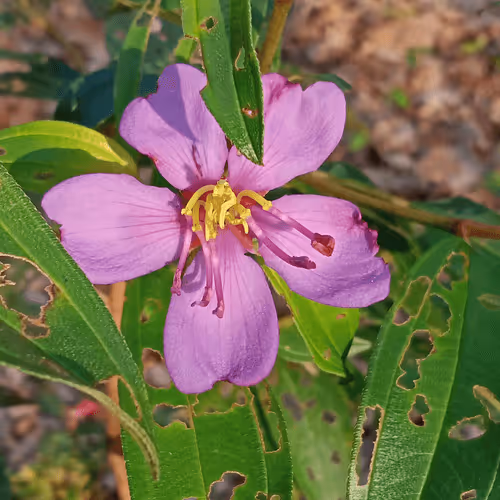 Untitled Collection #35562151