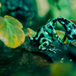 Beautifully wild frogs