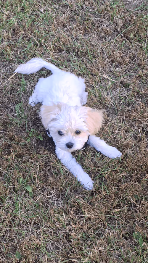 Item #68992994871678840230737782920192836034454221596587270053419323750473657221121 Media