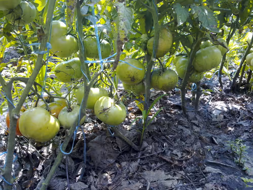 Item #41983459946325006344850038724007157971914249844141491949312561126504184938497 Media