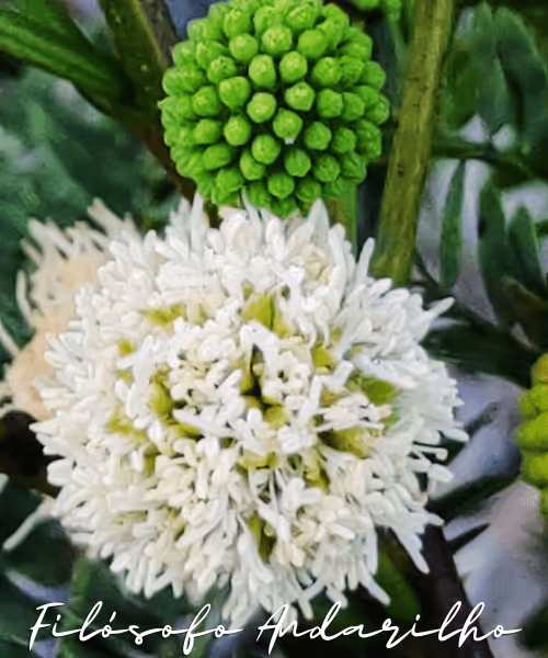 Item #42165497215799268651933513800091680414625417379712449060150831244020656635905 Media