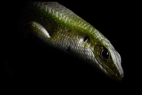 Item #47732193930555347213155577430992323630084297053415806257591000584243654950913 Media