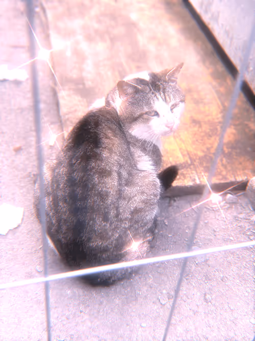 Item #102650025238985064889532626323507420633017859616961165632132730674183338459137 Media