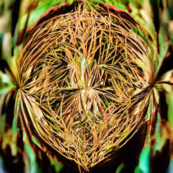 The Faces of The Plants #14
