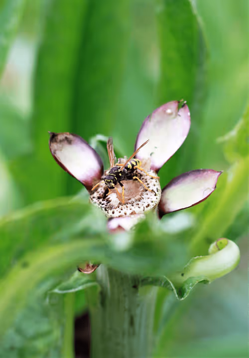 Item #61601413983432262200822046408210296549184035160504594584973518332573012459620 Media