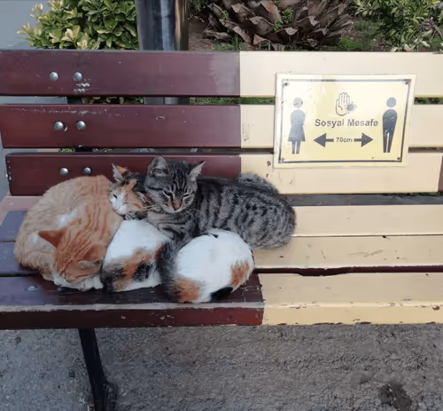 Cats Vrzedpknor
