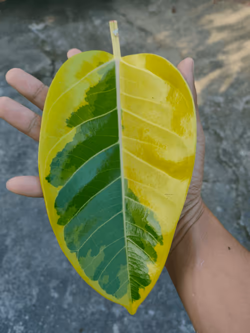 Item #31081804352330578596568685091517160537930858517835942894700270017500523003905 Media