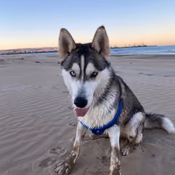 leo 