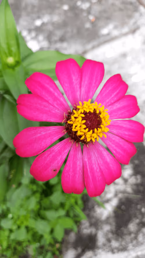 Item #78774018974347764357765192518377150739749637856503949941232678410577004986369 Media