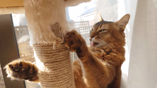 Item #88680272721371285934501562988049178859599418492822572919113237414682124353537 Media