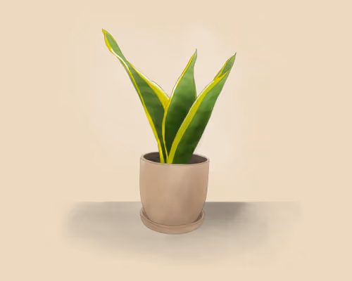 Potted Plant
