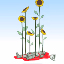Sunflowers