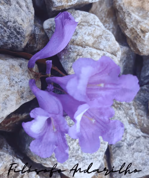 Item #42165497215799268651933513800091680414625417379712449060150831241821633380353 Media