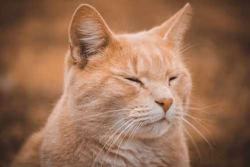 Item #108333172836631629328696584714053398631603269563571358519615745300921057280001 Media